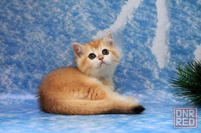 Золотая британская шиншилла, девочка Макеевка - изображение 6