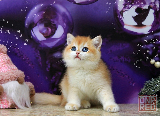 Золотая британская шиншилла, мальчик Макеевка - изображение 4