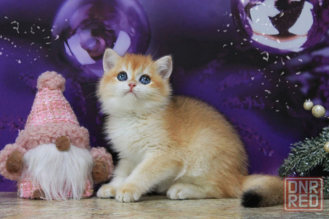 Золотая британская шиншилла, мальчик Макеевка - изображение 2