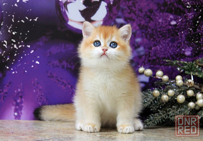 Золотая британская шиншилла, мальчик Макеевка - изображение 5