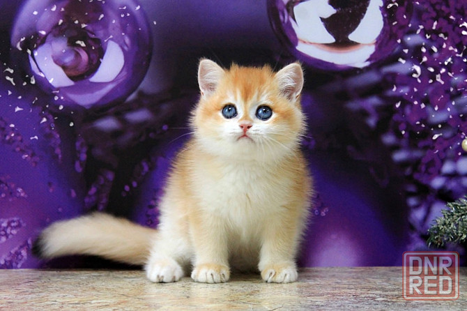 Золотая британская шиншилла, мальчик Макеевка - изображение 6