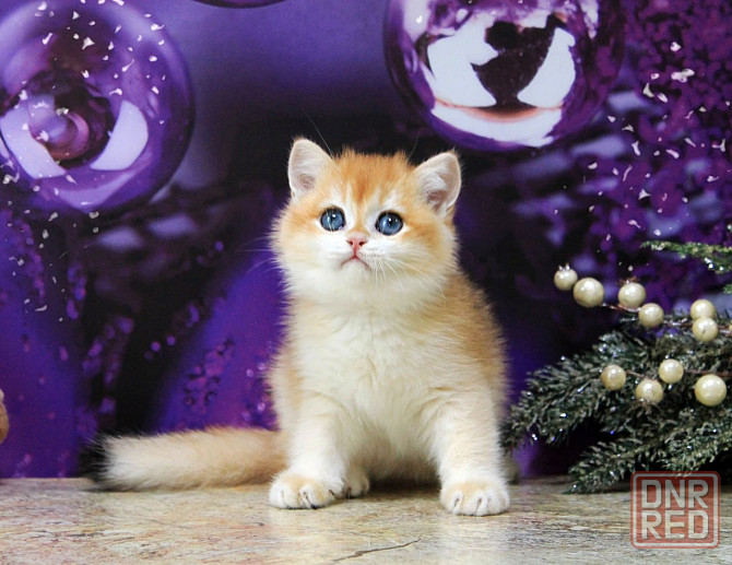 Золотая британская шиншилла, мальчик Макеевка - изображение 3