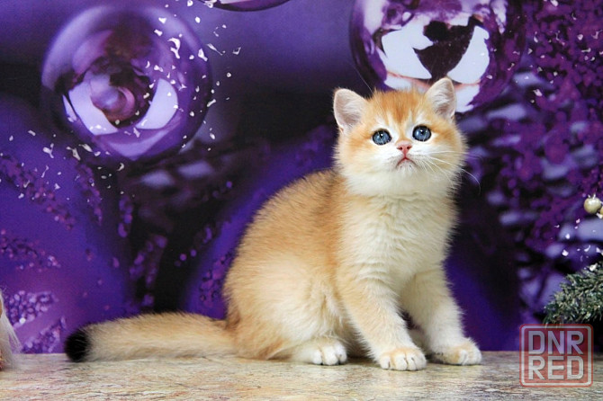 Золотая британская шиншилла, мальчик Макеевка - изображение 1