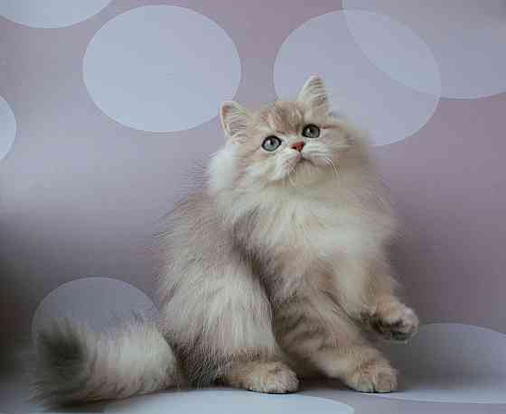 Британец длинношёрстный, голубое золото, паспорт, вакцинация Макеевка