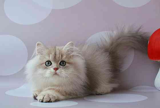 Британец длинношёрстный, голубое золото, паспорт, вакцинация Макеевка