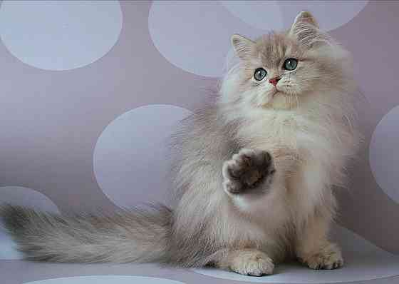 Британец длинношёрстный, голубое золото, паспорт, вакцинация Макеевка