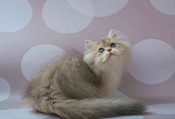 Британец длинношёрстный, голубое золото, паспорт, вакцинация Макеевка