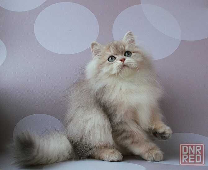 Британец длинношёрстный, голубое золото, паспорт, вакцинация Макеевка - изображение 3