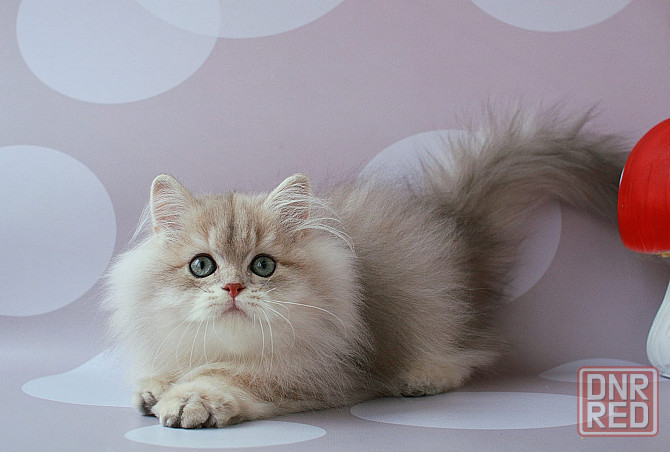 Британец длинношёрстный, голубое золото, паспорт, вакцинация Макеевка - изображение 1