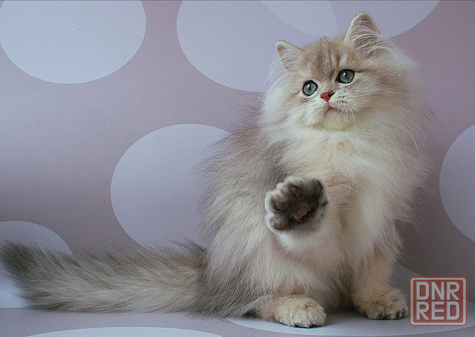 Британец длинношёрстный, голубое золото, паспорт, вакцинация Макеевка - изображение 4