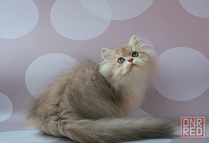 Британец длинношёрстный, голубое золото, паспорт, вакцинация Макеевка - изображение 2