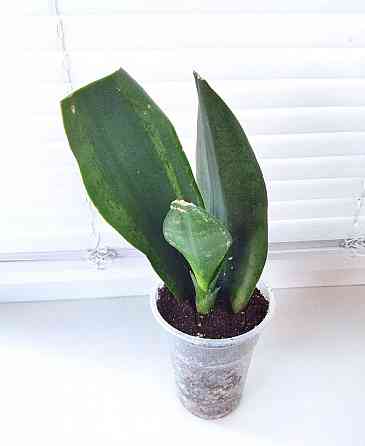 Сансевиерия Sans. trifasciata Whitney Макеевка