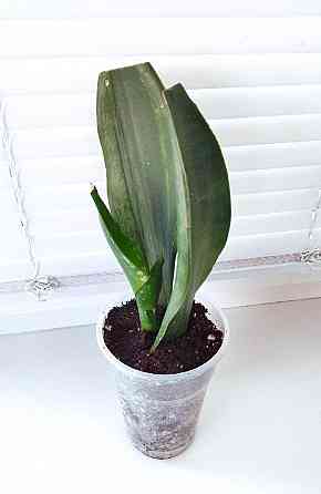 Сансевиерия Sans. trifasciata Whitney Макеевка