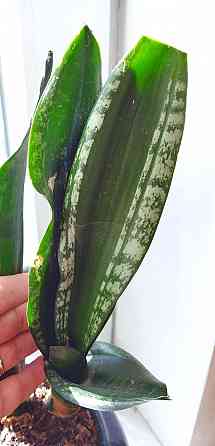 Сансевиерия Sans. trifasciata Whitney Макеевка