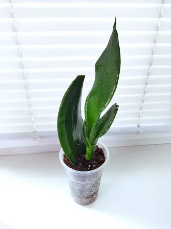 Сансевиерия Sans. trifasciata Whitney Макеевка