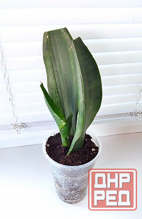 Сансевиерия Sans. trifasciata Whitney Макеевка - изображение 3