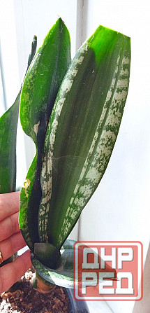 Сансевиерия Sans. trifasciata Whitney Макеевка - изображение 4