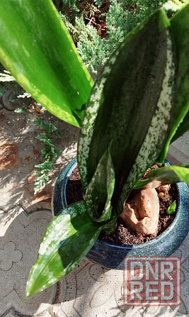 Сансевиерия Sans. trifasciata Whitney Макеевка - изображение 1