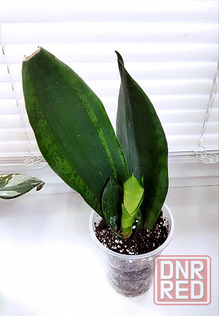 Сансевиерия Sans. trifasciata Whitney Макеевка - изображение 2