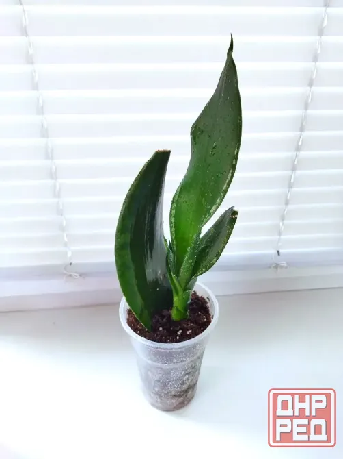 Сансевиерия Sans. trifasciata Whitney Макеевка - изображение 2