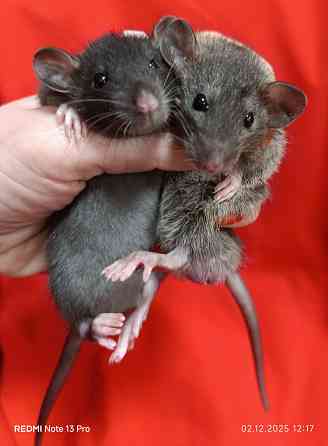 Ручные Дамбо Макеевка