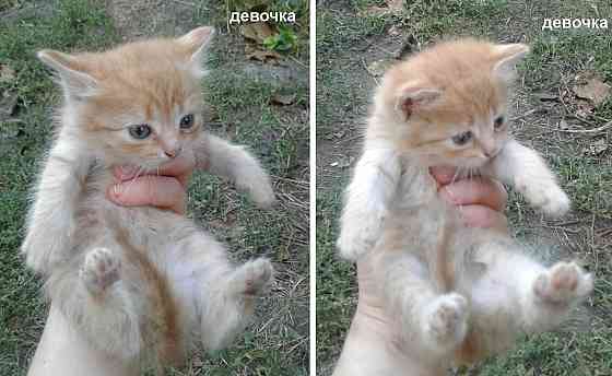Котята - рыжая девочка, серый мальчик Донецк