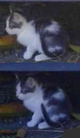 Котята - рыжая девочка, серый мальчик Донецк