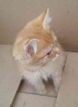 Котята - рыжая девочка, серый мальчик Донецк