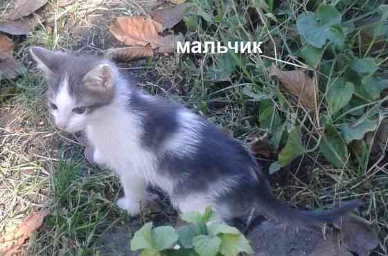 Котята - рыжая девочка, серый мальчик Донецк