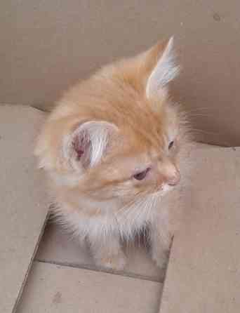 Котята - рыжая девочка, серый мальчик Донецк