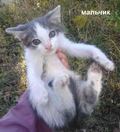 Котята - рыжая девочка, серый мальчик Донецк