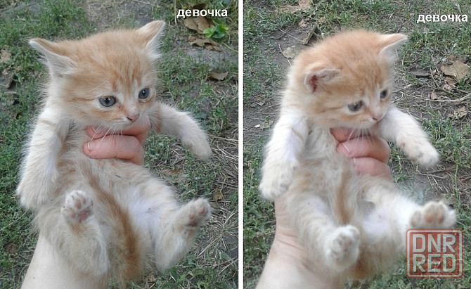Котята - рыжая девочка, серый мальчик Донецк - изображение 3
