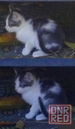 Котята - рыжая девочка, серый мальчик Донецк - изображение 4