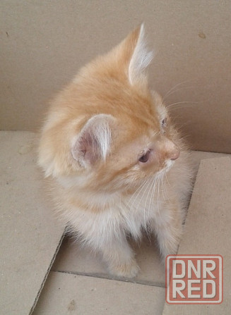 Котята - рыжая девочка, серый мальчик Донецк - изображение 6