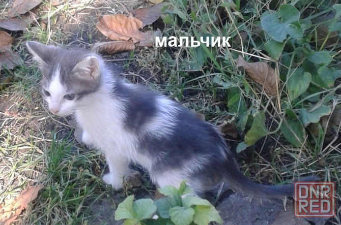 Котята - рыжая девочка, серый мальчик Донецк - изображение 2