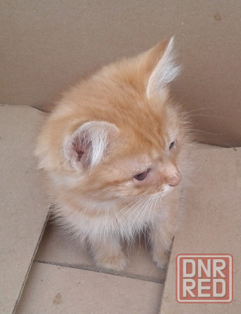 Котята - рыжая девочка, серый мальчик Донецк - изображение 1