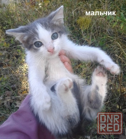 Котята - рыжая девочка, серый мальчик Донецк - изображение 5