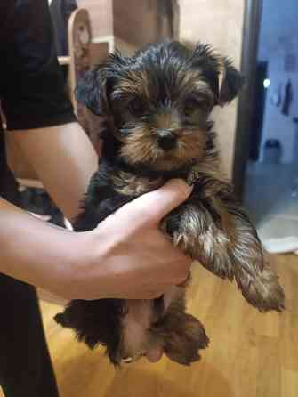 Продаются щеночки йорка. Донецк