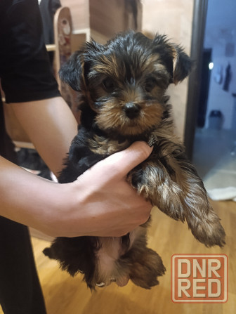 Продаются щеночки йорка. Донецк - изображение 1