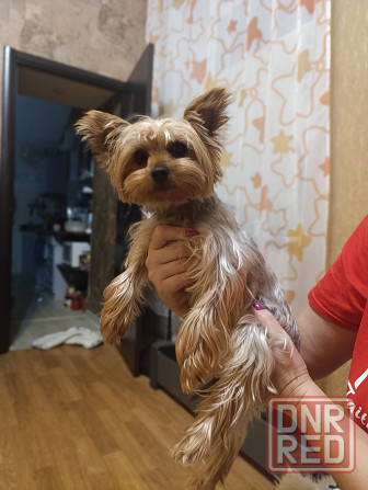 Продаются щеночки йорка. Донецк - изображение 2