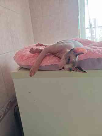 вязка эльф сфинкс Донецк