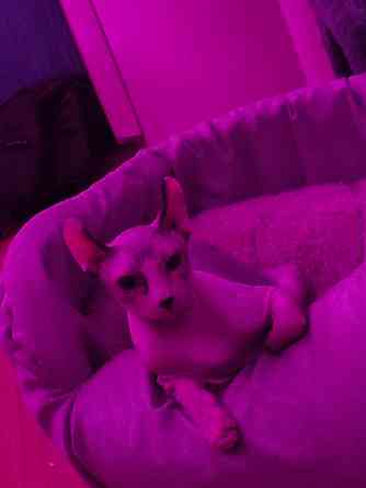 вязка эльф сфинкс Донецк