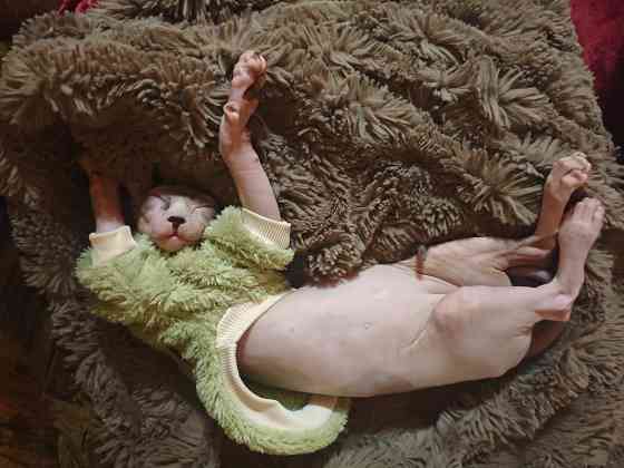 вязка эльф сфинкс Донецк