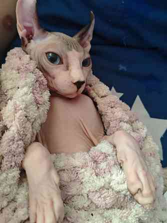 вязка эльф сфинкс Донецк