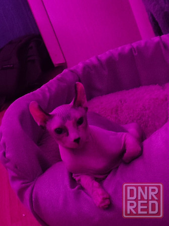 вязка эльф сфинкс Донецк - изображение 1