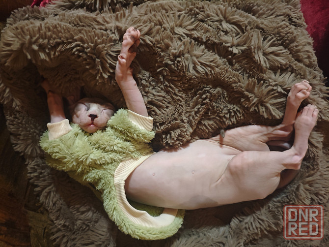 вязка эльф сфинкс Донецк - изображение 4