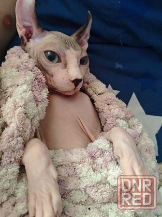 вязка эльф сфинкс Донецк - изображение 2