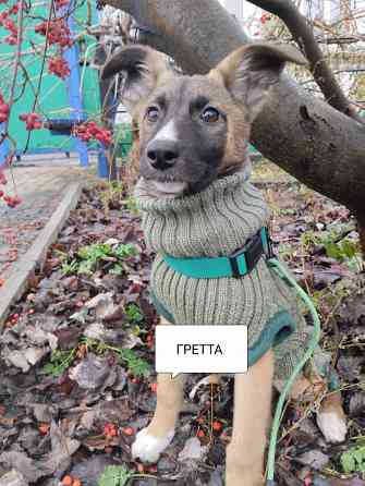 в добрые руки щенок девочка от бездомной собачки Макеевка