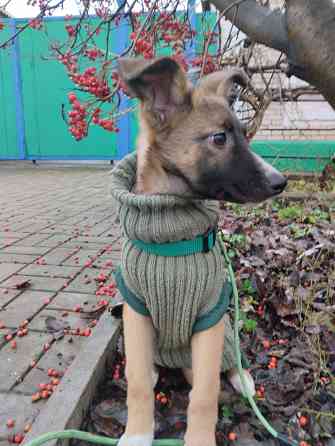 в добрые руки щенок девочка от бездомной собачки Макеевка