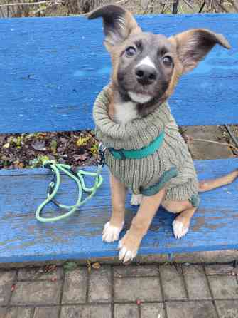 в добрые руки щенок девочка от бездомной собачки Макеевка